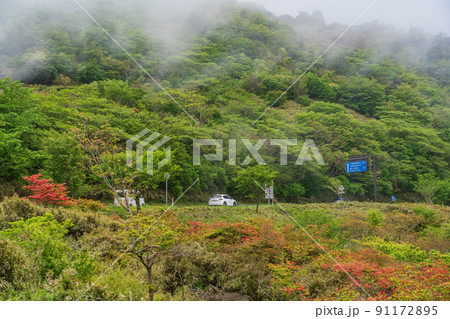 (静岡県)ツツジ咲く伊豆スカイライン道路・玄岳付近(朝霧に包まれて) (静岡県)ツツジ咲く伊豆スカイライン道路・玄岳付近(朝霧に包まれて) 91172895