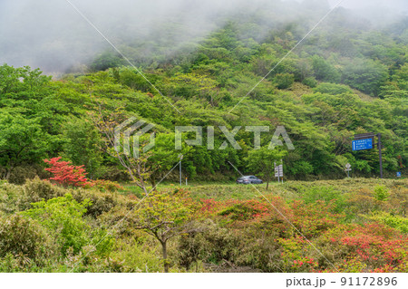 (静岡県)ツツジ咲く伊豆スカイライン道路・玄岳付近(朝霧に包まれて) (静岡県)ツツジ咲く伊豆スカイライン道路・玄岳付近(朝霧に包まれて) 91172896
