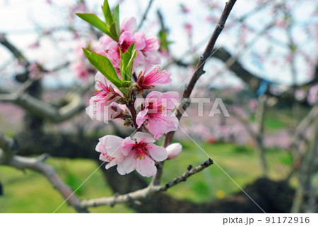 【長野県飯綱町】丹霞郷の桃の花 91172916
