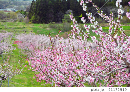 【長野県飯綱町】北信五岳をバックにピンクのじゅうたんが広がる丹霞郷 91172919