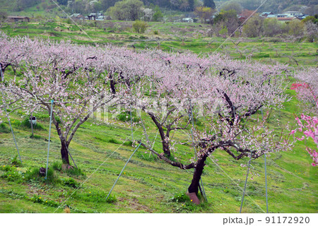 【長野県飯綱町】北信五岳をバックにピンクのじゅうたんが広がる丹霞郷 91172920