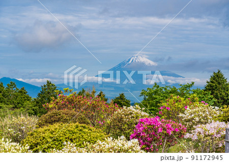 (静岡県)ツツジ咲く初夏の十国峠 富士山の眺望 (静岡県)ツツジ咲く初夏の十国峠 富士山の眺望 91172945