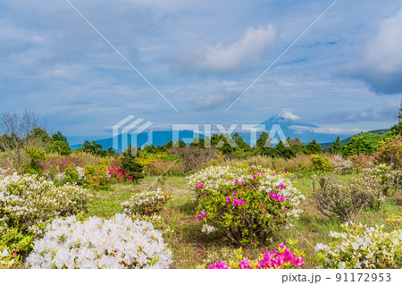 （静岡県）ツツジ咲く初夏の十国峠　富士山の眺望 91172953