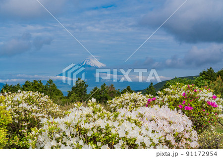 （静岡県）ツツジ咲く初夏の十国峠　富士山の眺望 91172954