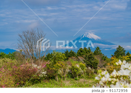 (静岡県)ツツジ咲く初夏の十国峠 富士山の眺望 (静岡県)ツツジ咲く初夏の十国峠 富士山の眺望 91172956