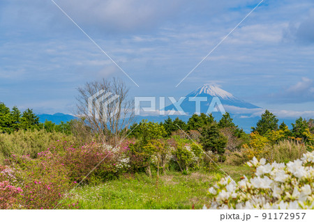 （静岡県）ツツジ咲く初夏の十国峠　富士山の眺望 91172957