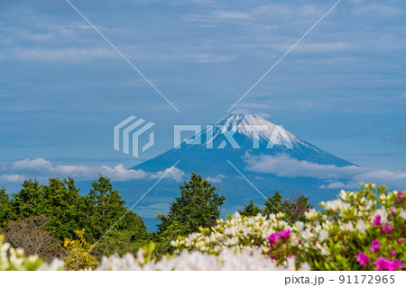 （静岡県）ツツジ咲く初夏の十国峠　富士山の眺望 91172965