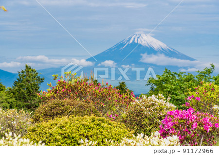 （静岡県）ツツジ咲く初夏の十国峠　富士山の眺望 91172966