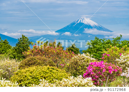 (静岡県)ツツジ咲く初夏の十国峠 富士山の眺望 (静岡県)ツツジ咲く初夏の十国峠 富士山の眺望 91172968