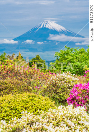 (静岡県)ツツジ咲く初夏の十国峠 富士山の眺望 (静岡県)ツツジ咲く初夏の十国峠 富士山の眺望 91172970