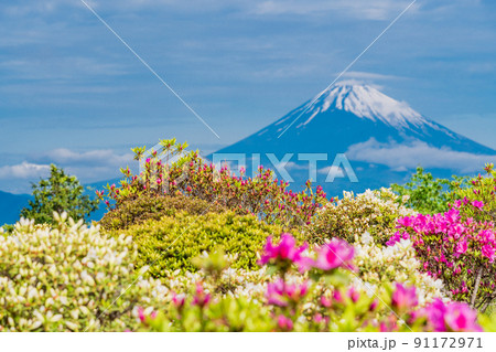 (静岡県)ツツジ咲く初夏の十国峠 富士山の眺望 (静岡県)ツツジ咲く初夏の十国峠 富士山の眺望 91172971