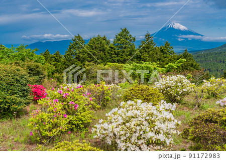 （静岡県）ツツジ咲く初夏の十国峠　富士山の眺望 91172983