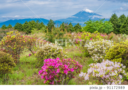 （静岡県）ツツジ咲く初夏の十国峠　富士山の眺望 91172989