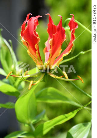 グロリオサ　花　ガーデニング　夏の花 91173435