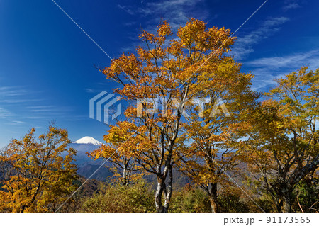 紅葉の丹沢・鍋割山から見る富士山 紅葉の丹沢・鍋割山から見る富士山 91173565