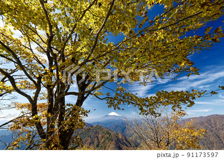 紅葉の丹沢・鍋割山から見る富士山 91173597