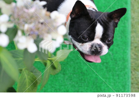 ドックランで白い花の下から人工芝に出て嬉しそうに友達を見ている可愛い愛犬ボストンテリアのマイティ君♡ 91173598
