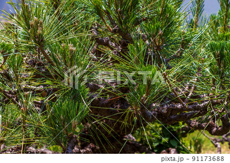 とげとげした緑色の松の葉 91173688