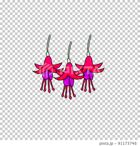 Fuchsia Fuchsia 91173748