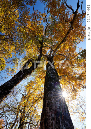 丹沢・鍋割山稜のブナの黄葉 丹沢・鍋割山稜のブナの黄葉 91174441