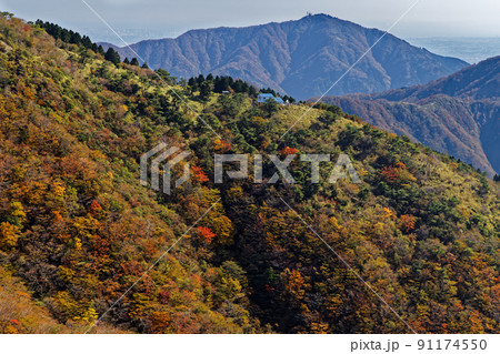 丹沢・鍋割山稜から見る紅葉の大倉尾根と大山 91174550