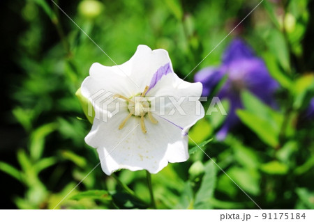 白い花弁に紫色が入ったこのキキョウ（桔梗）はアポイキキョウ 91175184