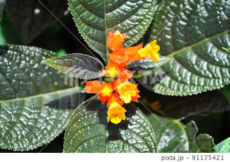 Begonia or Begonia big or Begonia maculata ,big Begonia Begonia or Begonia big or Begonia maculata ,big Begonia 91175421