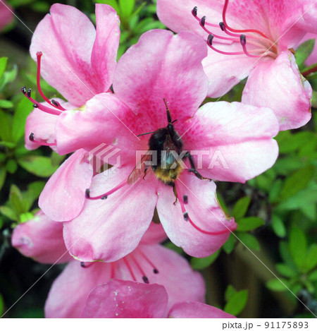クロマルハナバチのツツジの蜜採り③ 91175893
