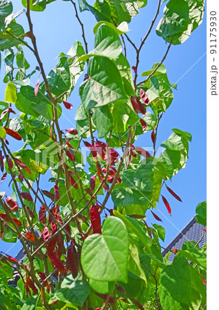 マメ科の落葉花木赤紫色の鞘がついたハナズオウ マメ科の落葉花木赤紫色の鞘がついたハナズオウ 91175930