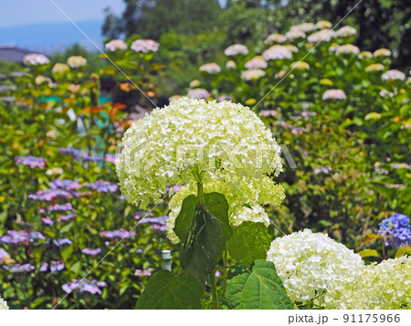 初夏に咲いた白くて美しい紫陽花アナベル 初夏に咲いた白くて美しい紫陽花アナベル 91175966
