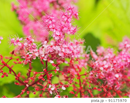 紅色の小さい花が咲いた落葉低木のシモツケ 91175970