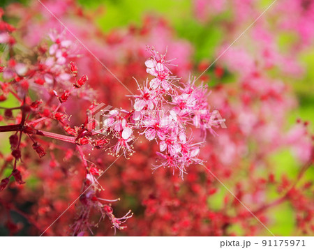 紅色の小さい花が咲いた落葉低木のシモツケ 91175971