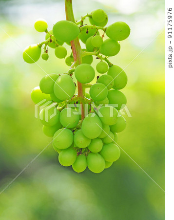 芳醇な香りのブドウ畑に実る巨峰の幼果 芳醇な香りのブドウ畑に実る巨峰の幼果 91175976