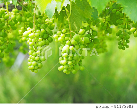 芳醇な香りのブドウ畑に実る巨峰の幼果 芳醇な香りのブドウ畑に実る巨峰の幼果 91175983