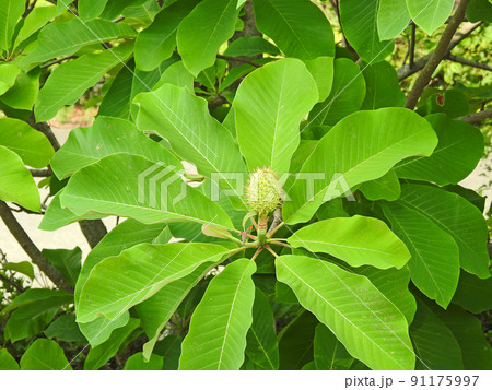 輪生状の大きな葉の中に実が付いた落葉高木のホオノキ 輪生状の大きな葉の中に実が付いた落葉高木のホオノキ 91175997