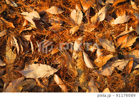 冬の舎人公園(東京都足立区)の風景 冬の舎人公園(東京都足立区)の風景 91176089