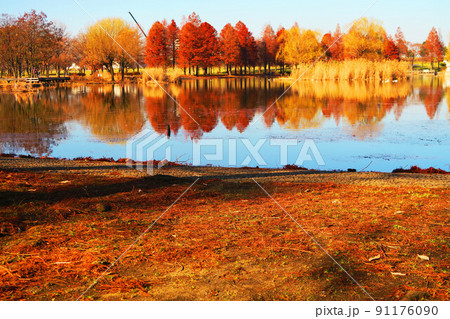 冬の舎人公園（東京都足立区）の風景 91176090