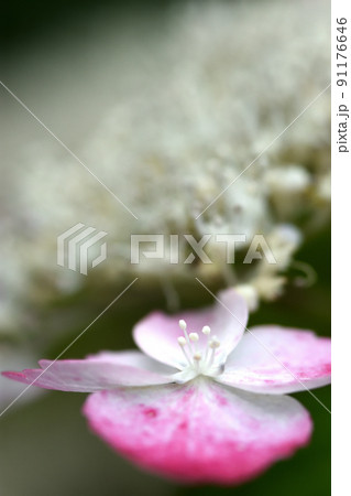 装飾花が小さな花の周りを縁取り、梅雨空や雨降りでも一際きれいなガクアジサイの花 装飾花が小さな花の周りを縁取り、梅雨空や雨降りでも一際きれいなガクアジサイの花 91176646