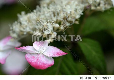 装飾花が小さな花の周りを縁取り、梅雨空や雨降りでも一際きれいなガクアジサイの花 装飾花が小さな花の周りを縁取り、梅雨空や雨降りでも一際きれいなガクアジサイの花 91176647