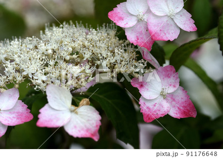 装飾花が小さな花の周りを縁取り、梅雨空や雨降りでも一際きれいなガクアジサイの花 装飾花が小さな花の周りを縁取り、梅雨空や雨降りでも一際きれいなガクアジサイの花 91176648