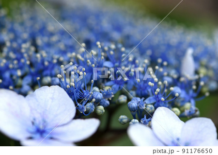 装飾花が小さな花の周りを縁取り、梅雨空や雨降りでも一際きれいなガクアジサイの花 装飾花が小さな花の周りを縁取り、梅雨空や雨降りでも一際きれいなガクアジサイの花 91176650