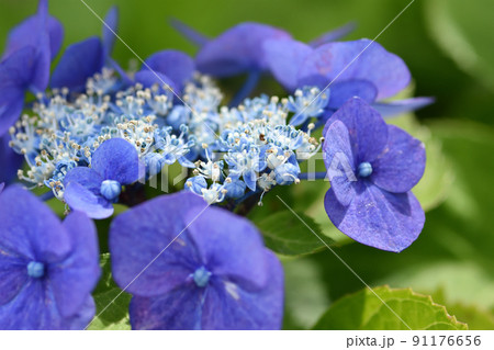 装飾花が小さな花の周りを縁取り、梅雨空や雨降りでも一際きれいなガクアジサイの花 91176656
