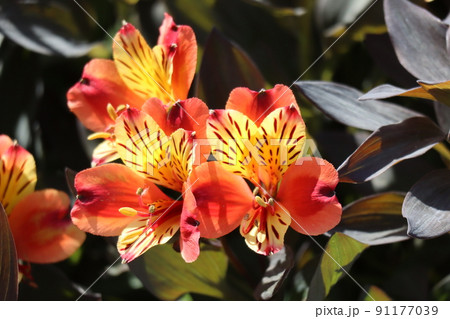 オレンジと黄色の花びらのアルストロメリアの花が咲く風景の写真素材