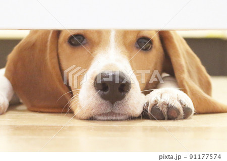 覗いてるビーグル犬 覗いてるビーグル犬 91177574