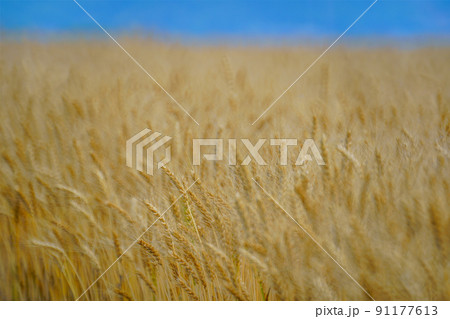 麦畑 麦畑 91177613