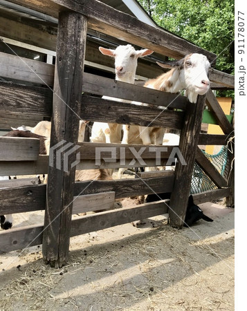 ヤギ 91178077