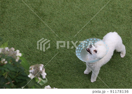 エリザベスを付けて治療中のトイプードルのベイリー君が元気に花咲くドックランで遊び空を可愛いく見てます エリザベスを付けて治療中のトイプードルのベイリー君が元気に花咲くドックランで遊び空を可愛いく見てます 91178136