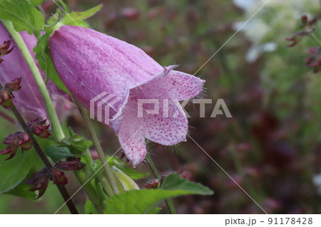 春の日本の公園に咲く赤紫色のホタルブクロの花 91178428