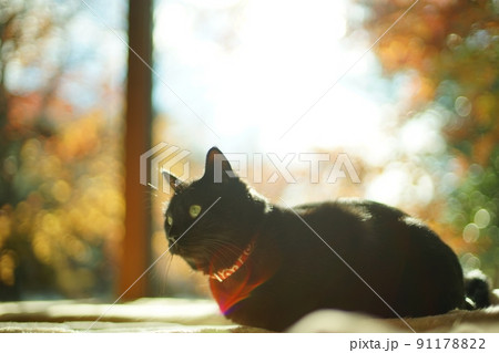 紅葉を背景に佇む黒猫 紅葉を背景に佇む黒猫 91178822