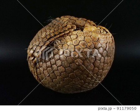 丸まっているミツオビアルマジロ 丸まっているミツオビアルマジロ 91179050